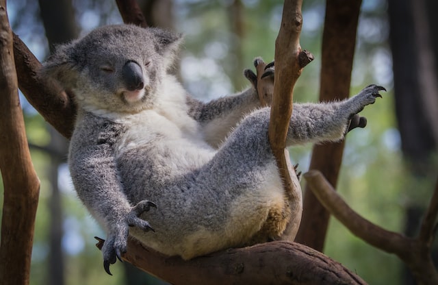 Koala in tree